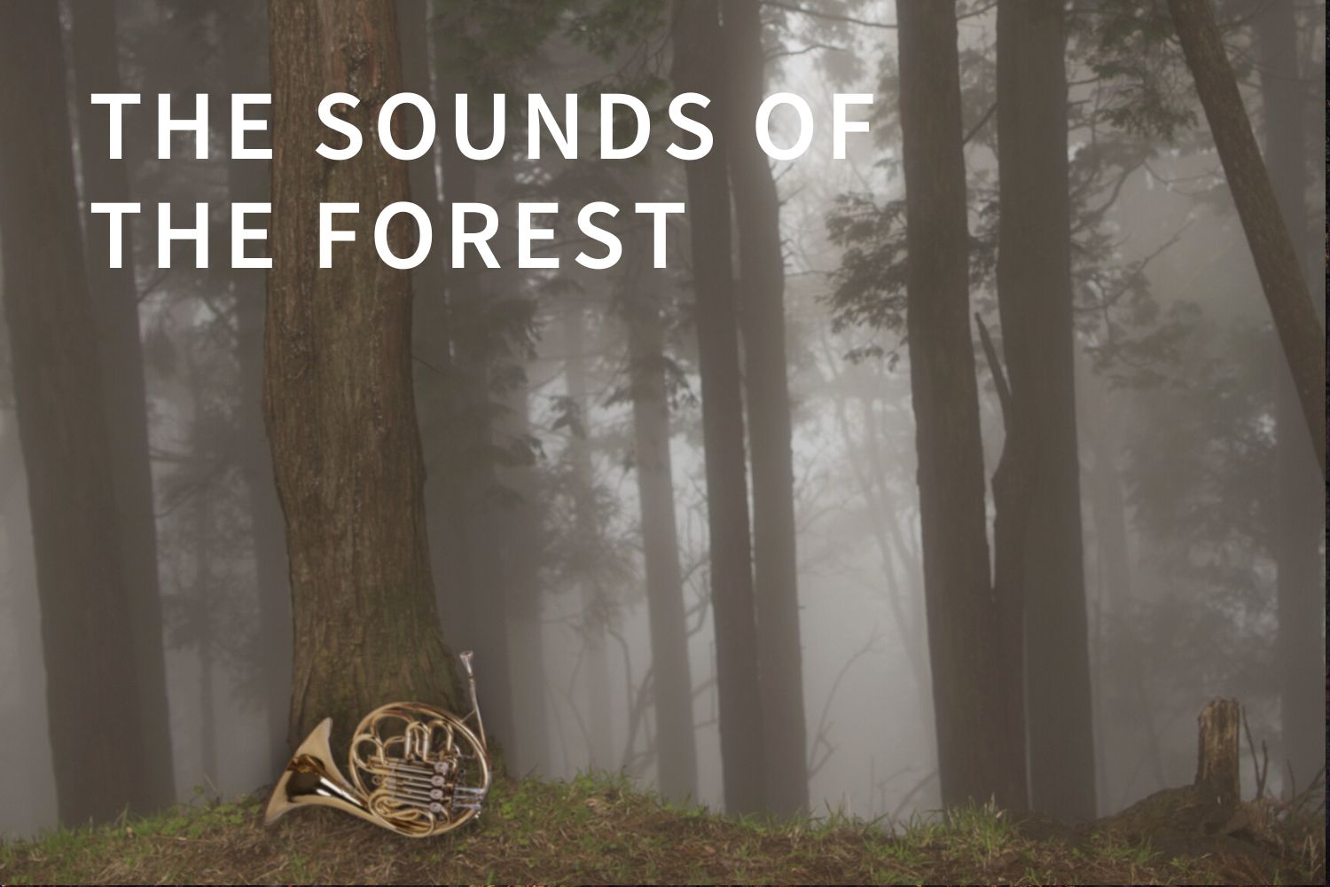 The Sounds of The Forest